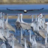 Sandhills Cranes